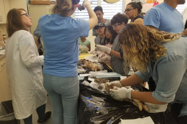 1-13-18-manifezt-foundation-pig-dissection-stem-workshop-at-southwest-regional-library-5 Pig Dissection STEM Workshop at Southwest Regional Library