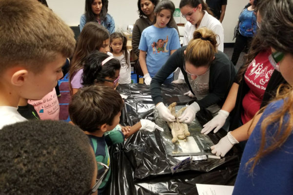 1-27-18-science-in-the-city-dissections-workshop-at-miami-lakes-library-12 Exploring Parallels Between Animal and Human Anatomy STEM Workshop at Miami Lakes Library