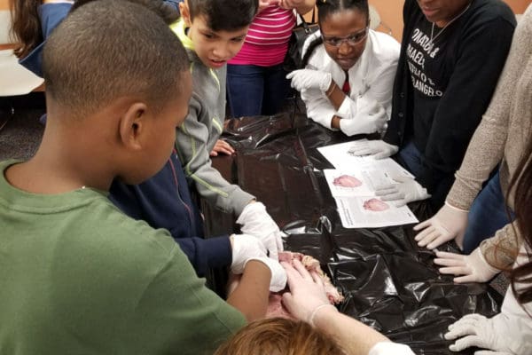 1-27-18-science-in-the-city-dissections-workshop-at-miami-lakes-library-23 Exploring Parallels Between Animal and Human Anatomy STEM Workshop at Miami Lakes Library