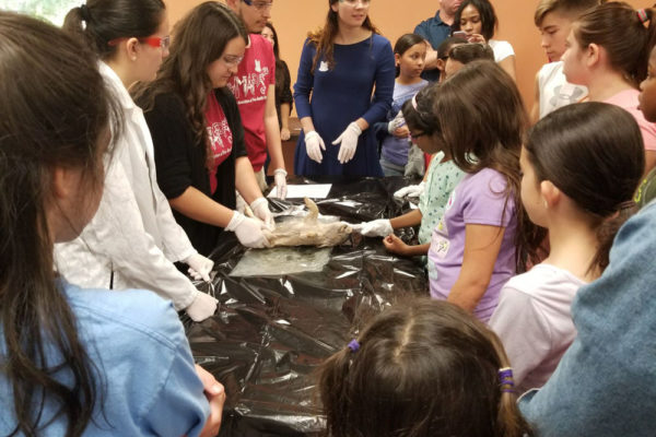 1-27-18-science-in-the-city-dissections-workshop-at-miami-lakes-library-27 Exploring Parallels Between Animal and Human Anatomy STEM Workshop at Miami Lakes Library