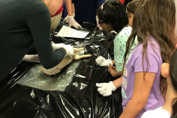 1-27-18-science-in-the-city-dissections-workshop-at-miami-lakes-library-4 Exploring Parallels Between Animal and Human Anatomy STEM Workshop at Miami Lakes Library